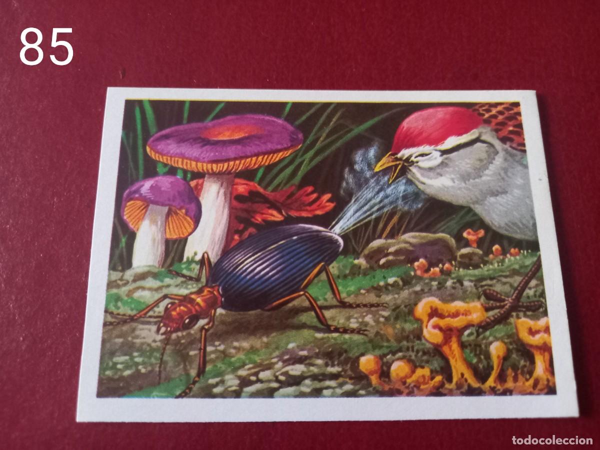 Coleccionismo Cromos antiguos: Cromo n.85 Panorama Zoologico 1973 - Ruiz Romero - sin pegar
