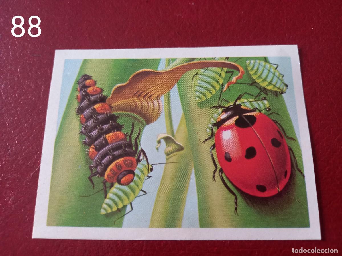 Coleccionismo Cromos antiguos: Cromo n.88 Panorama Zoologico 1973 - Ruiz Romero - sin pegar