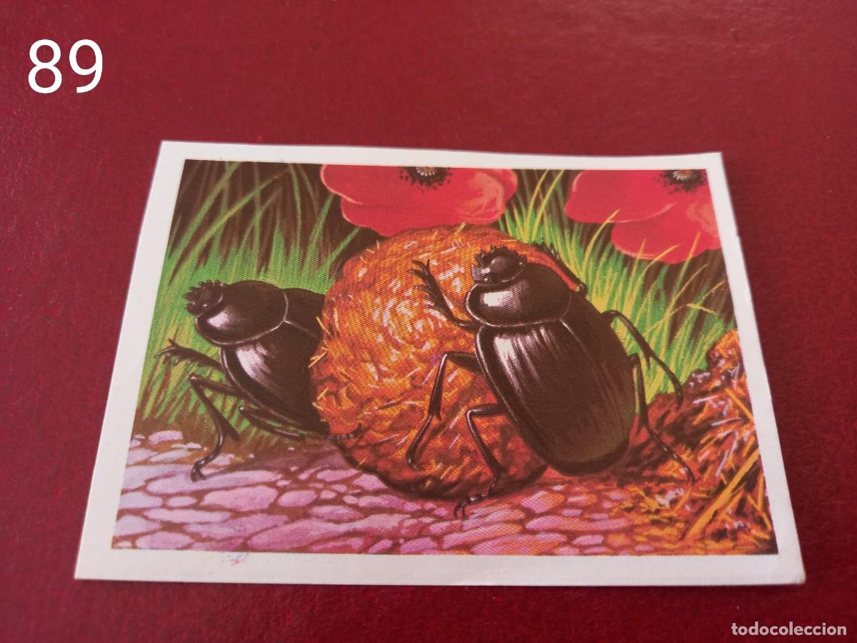 Coleccionismo Cromos antiguos: Cromo n.89 Panorama Zoologico 1973 - Ruiz Romero - sin pegar