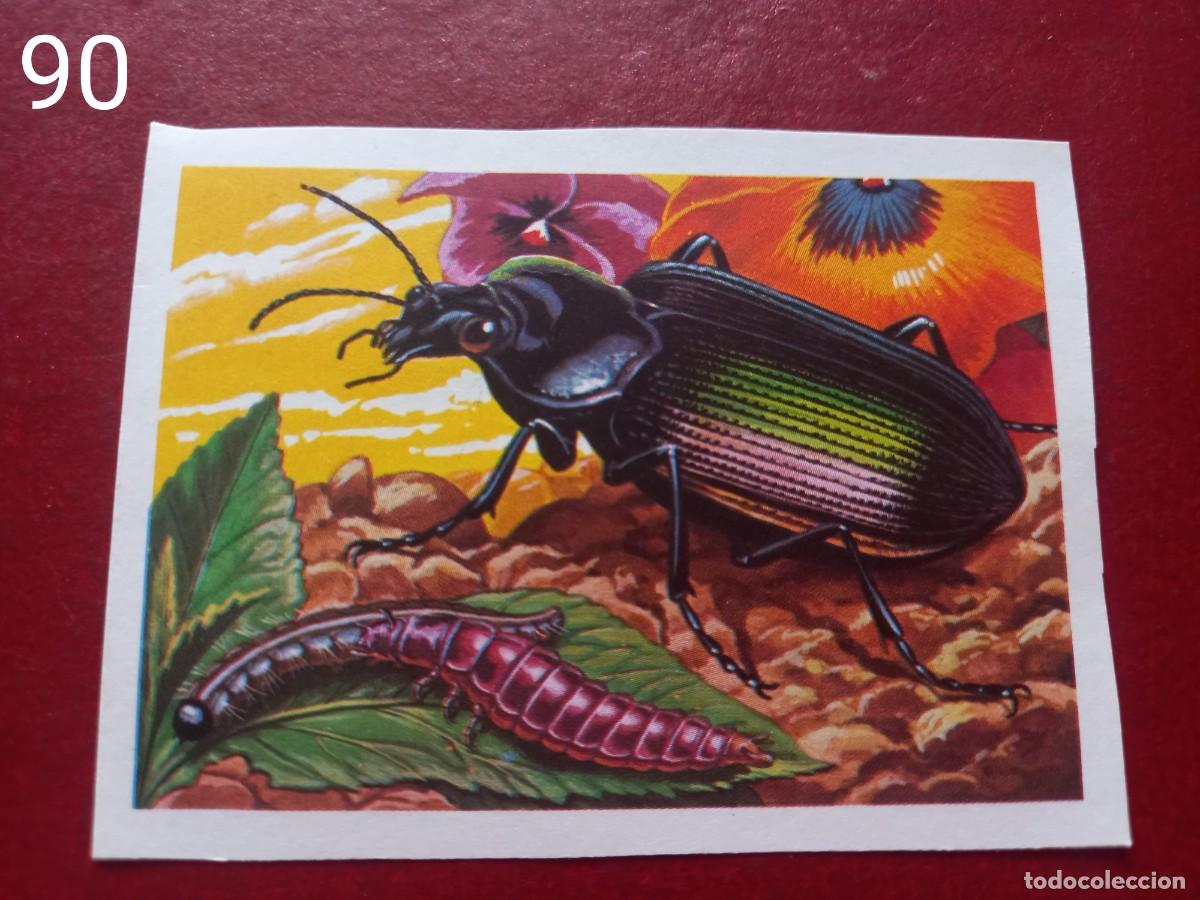 Coleccionismo Cromos antiguos: Cromo n.90 Panorama Zoologico 1973 - Ruiz Romero - sin pegar