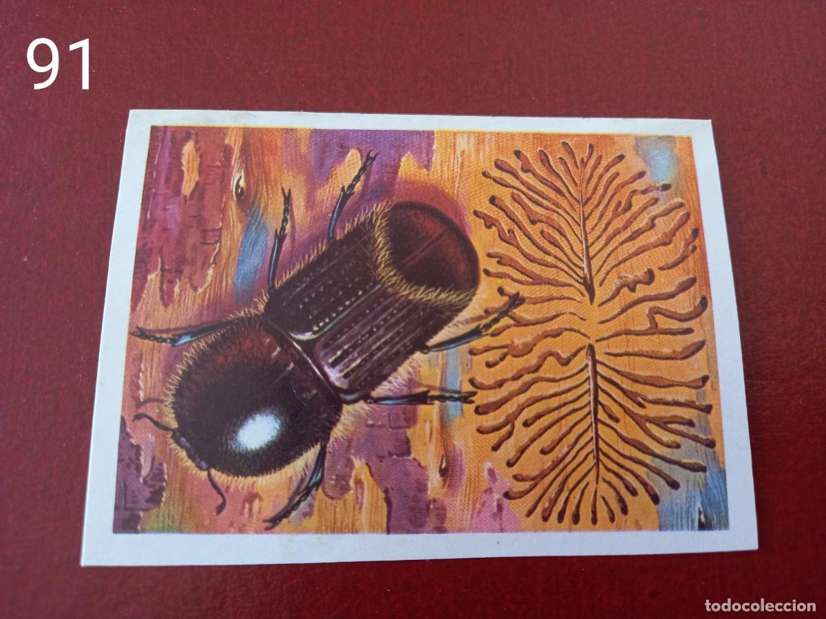 Coleccionismo Cromos antiguos: Cromo n.91 Panorama Zoologico 1973 - Ruiz Romero - sin pegar