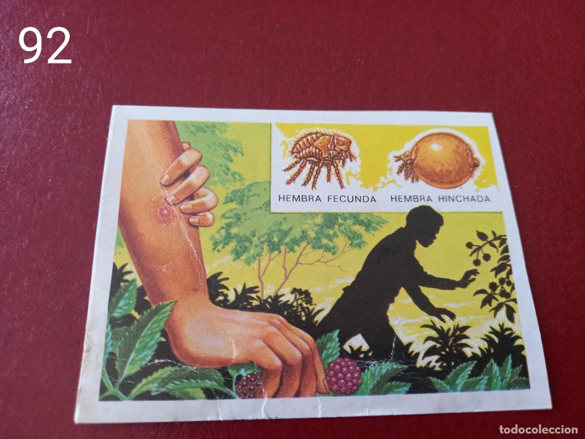 Coleccionismo Cromos antiguos: Cromo n.92 Panorama Zoologico 1973 - Ruiz Romero - sin pegar