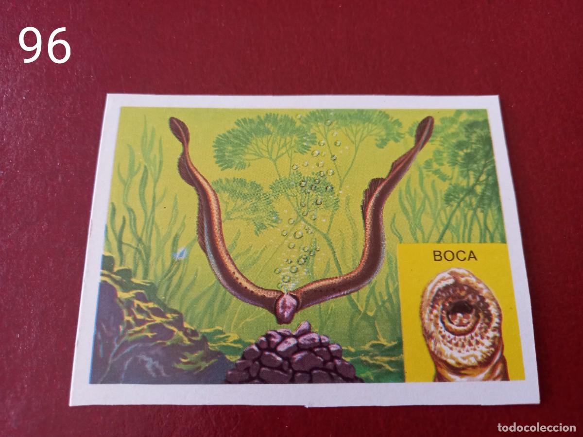 Coleccionismo Cromos antiguos: Cromo n.96 Panorama Zoologico 1973 - Ruiz Romero - sin pegar