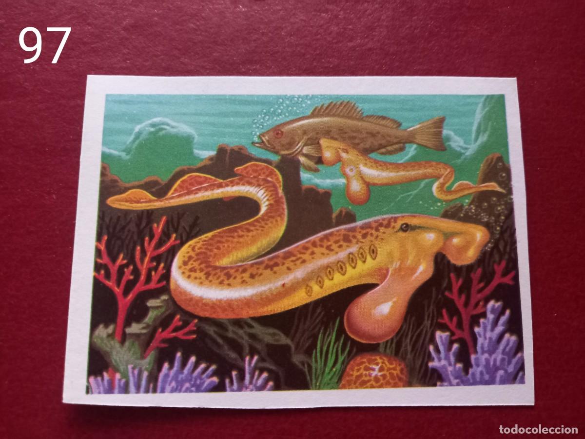 Coleccionismo Cromos antiguos: Cromo n.97 Panorama Zoologico 1973 - Ruiz Romero - sin pegar