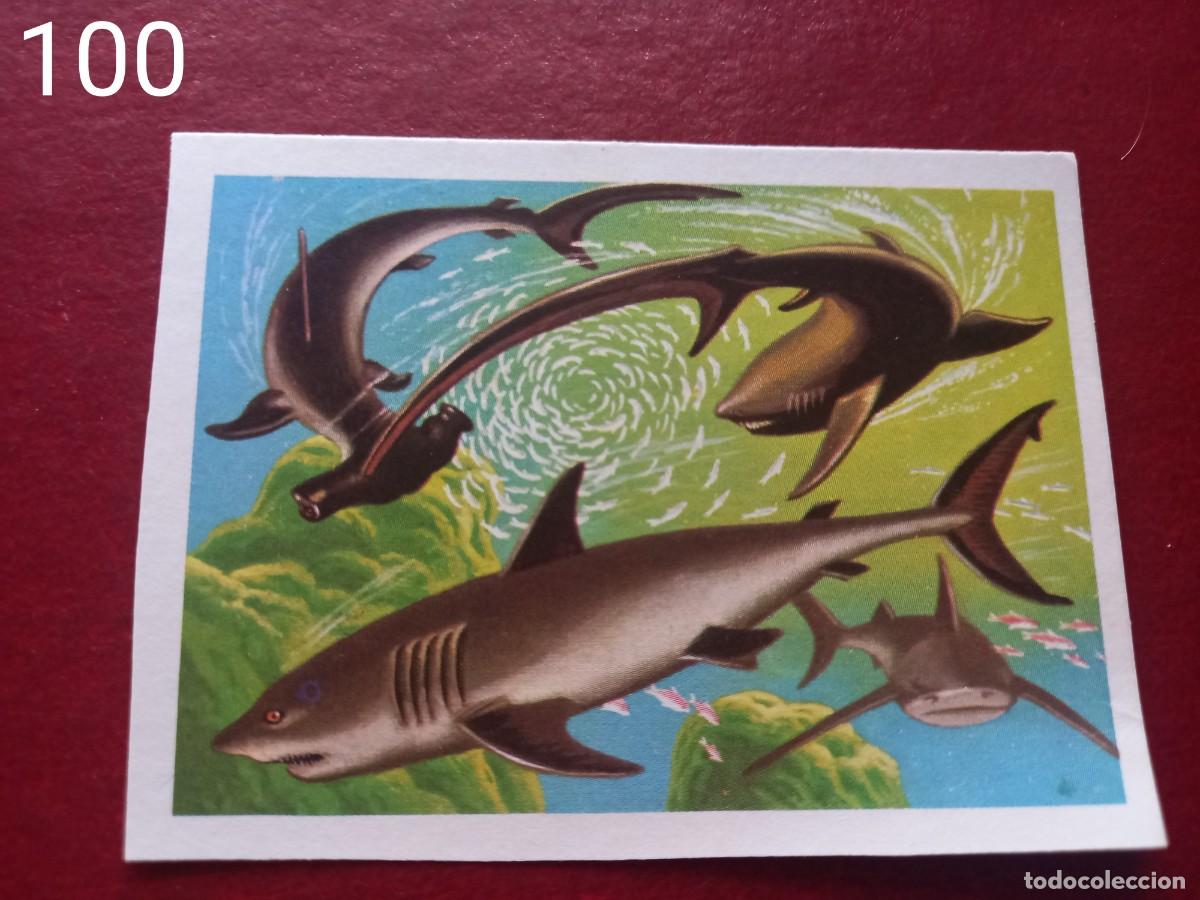 Collectable Antique Stickers: Cromo n.100 Panorama Zoologico 1973 - Ruiz Romero - sin pegar