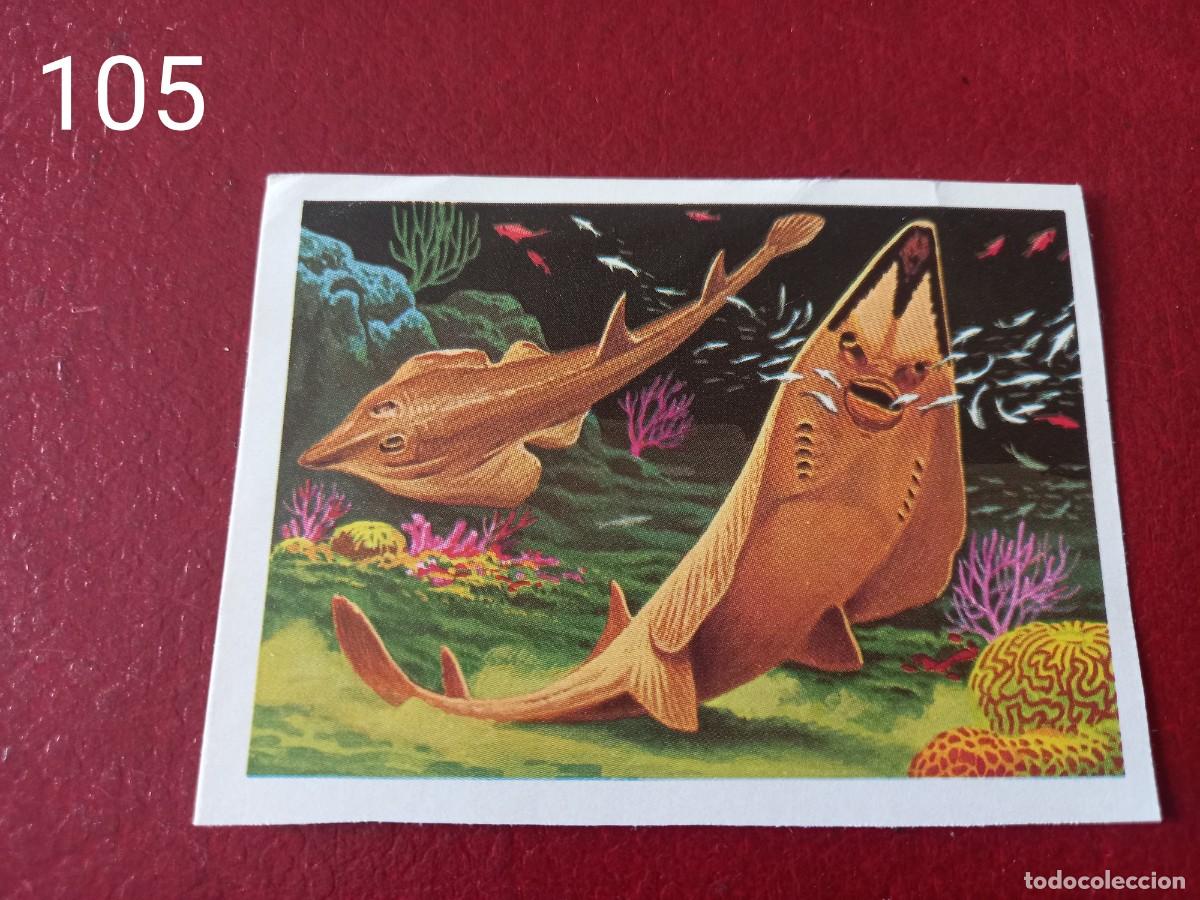 Coleccionismo Cromos antiguos: Cromo n.105 Panorama Zoologico 1973 - Ruiz Romero - sin pegar