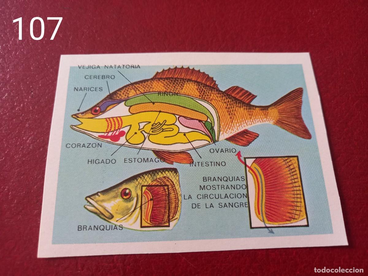Coleccionismo Cromos antiguos: Cromo n.107 Panorama Zoologico 1973 - Ruiz Romero - sin pegar
