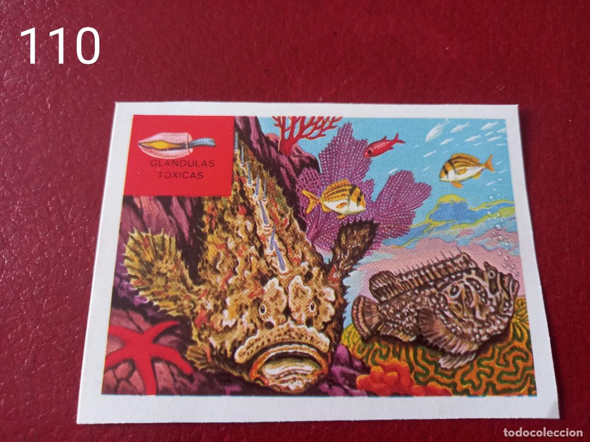 Coleccionismo Cromos antiguos: Cromo n.110 Panorama Zoologico 1973 - Ruiz Romero - sin pegar