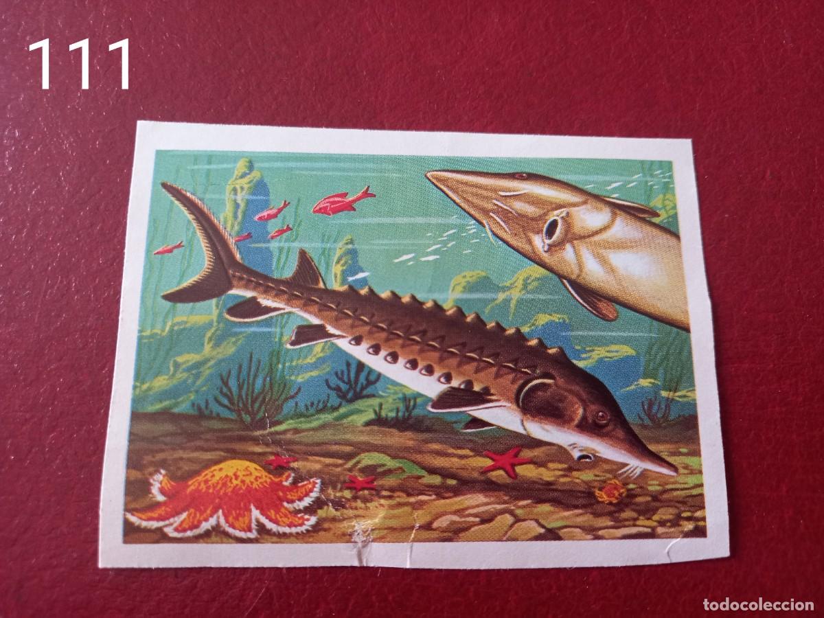 Coleccionismo Cromos antiguos: Cromo n.111 Panorama Zoologico 1973 - Ruiz Romero - sin pegar
