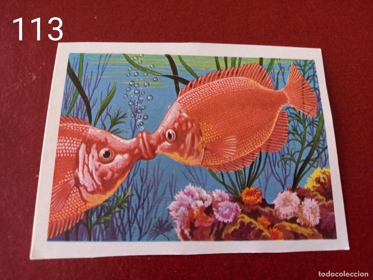Coleccionismo Cromos antiguos: Cromo n.113 Panorama Zoologico 1973 - Ruiz Romero - sin pegar