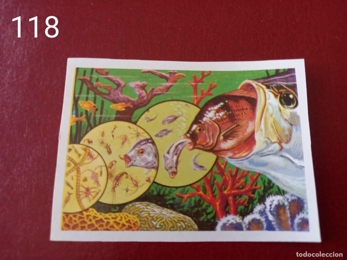 Collezionismo Figurine antiche: Cromo n.118 Panorama Zoologico 1973 - Ruiz Romero - sin pegar