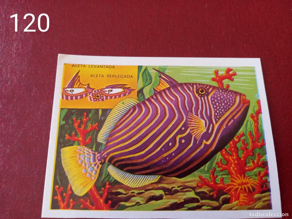 Coleccionismo Cromos antiguos: Cromo n.120 Panorama Zoologico 1973 - Ruiz Romero - sin pegar