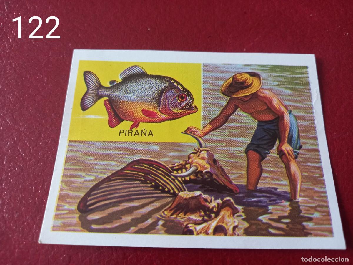 Coleccionismo Cromos antiguos: Cromo n.122 Panorama Zoologico 1973 - Ruiz Romero - sin pegar