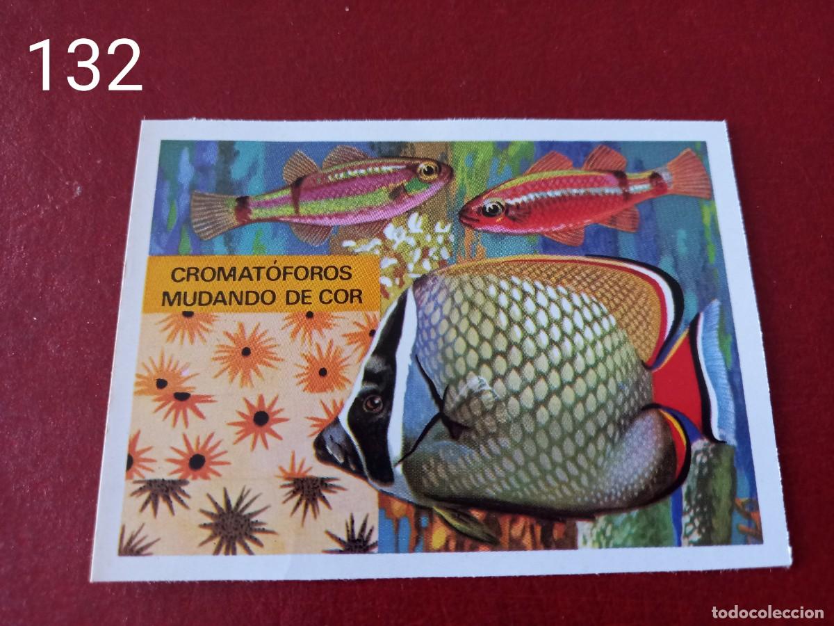 Coleccionismo Cromos antiguos: Cromo n.132 Panorama Zoologico 1973 - Ruiz Romero - sin pegar