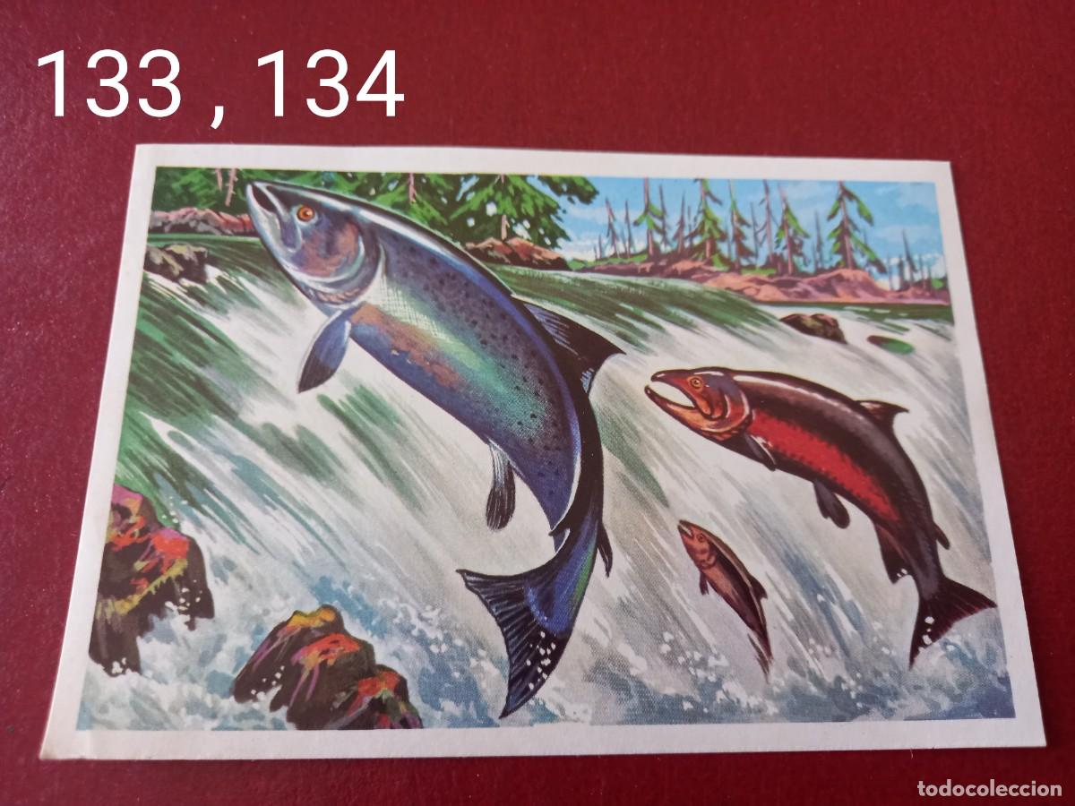 Coleccionismo Cromos antiguos: Cromo doble n.133 y 134 Panorama Zoologico 1973 - Ruiz Romero - sin pegar