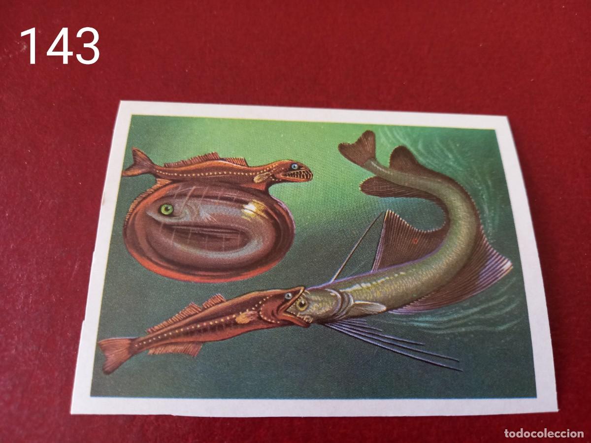 Coleccionismo Cromos antiguos: Cromo n.143 Panorama Zoologico 1973 - Ruiz Romero - sin pegar