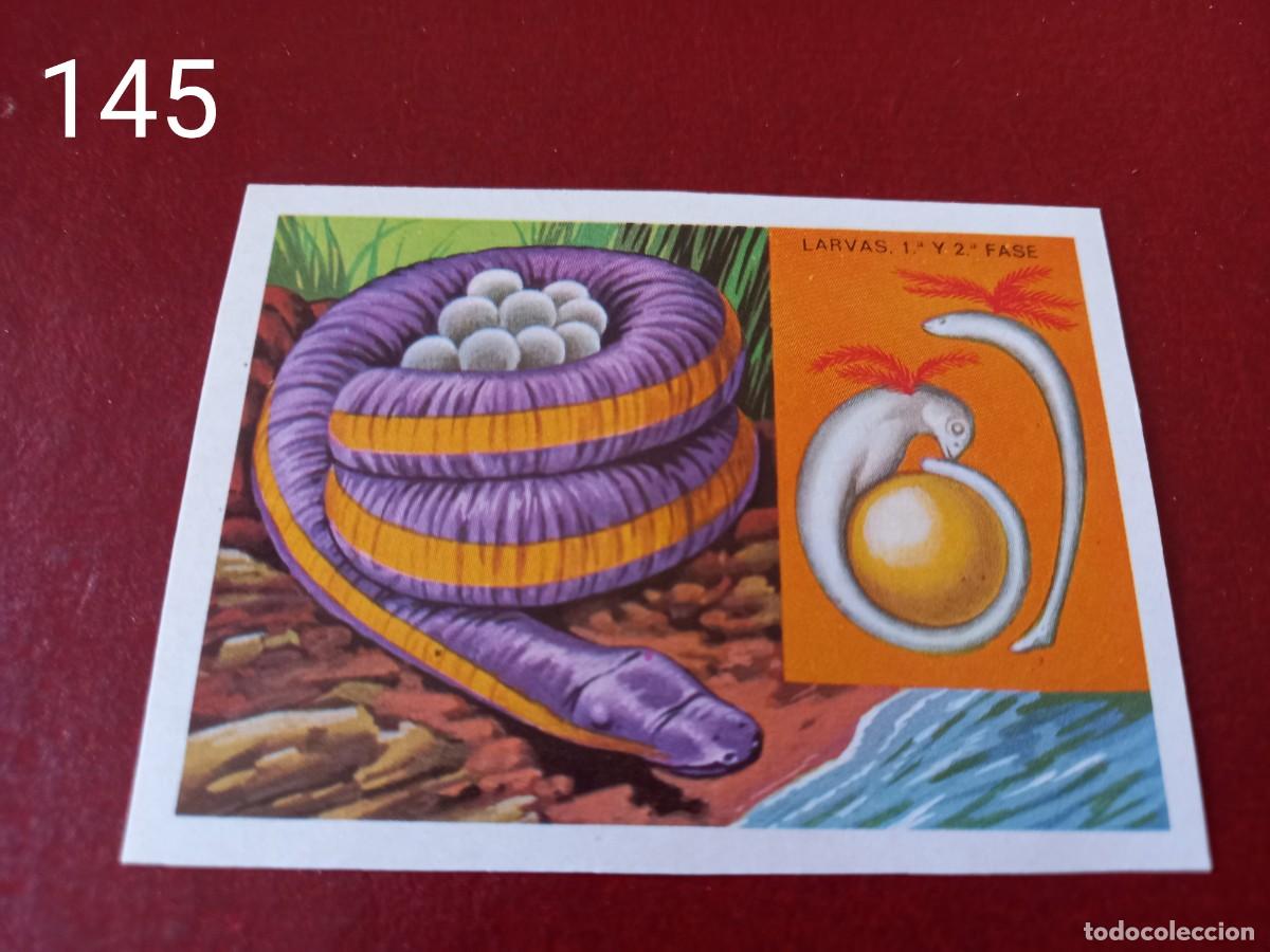 Coleccionismo Cromos antiguos: Cromo n.145 Panorama Zoologico 1973 - Ruiz Romero - sin pegar