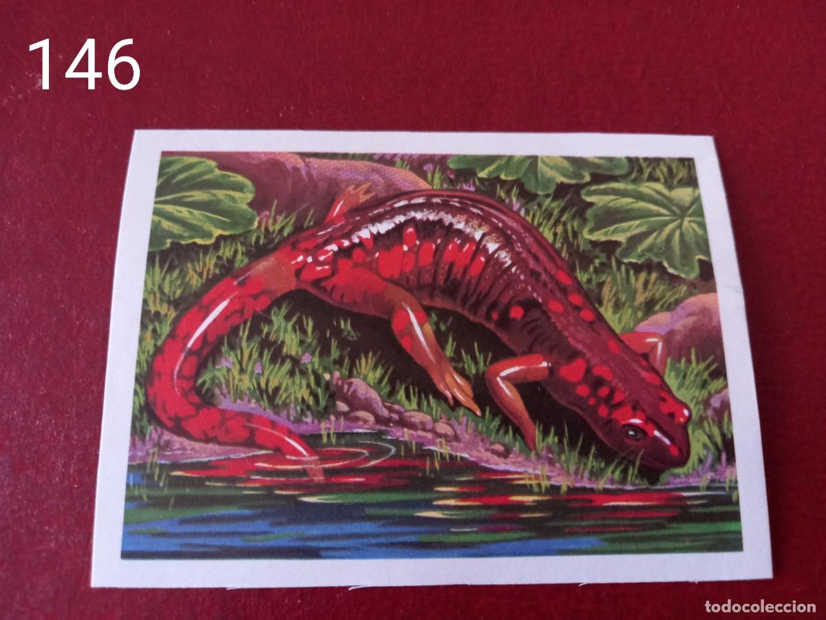 Coleccionismo Cromos antiguos: Cromo n.146 Panorama Zoologico 1973 - Ruiz Romero - sin pegar