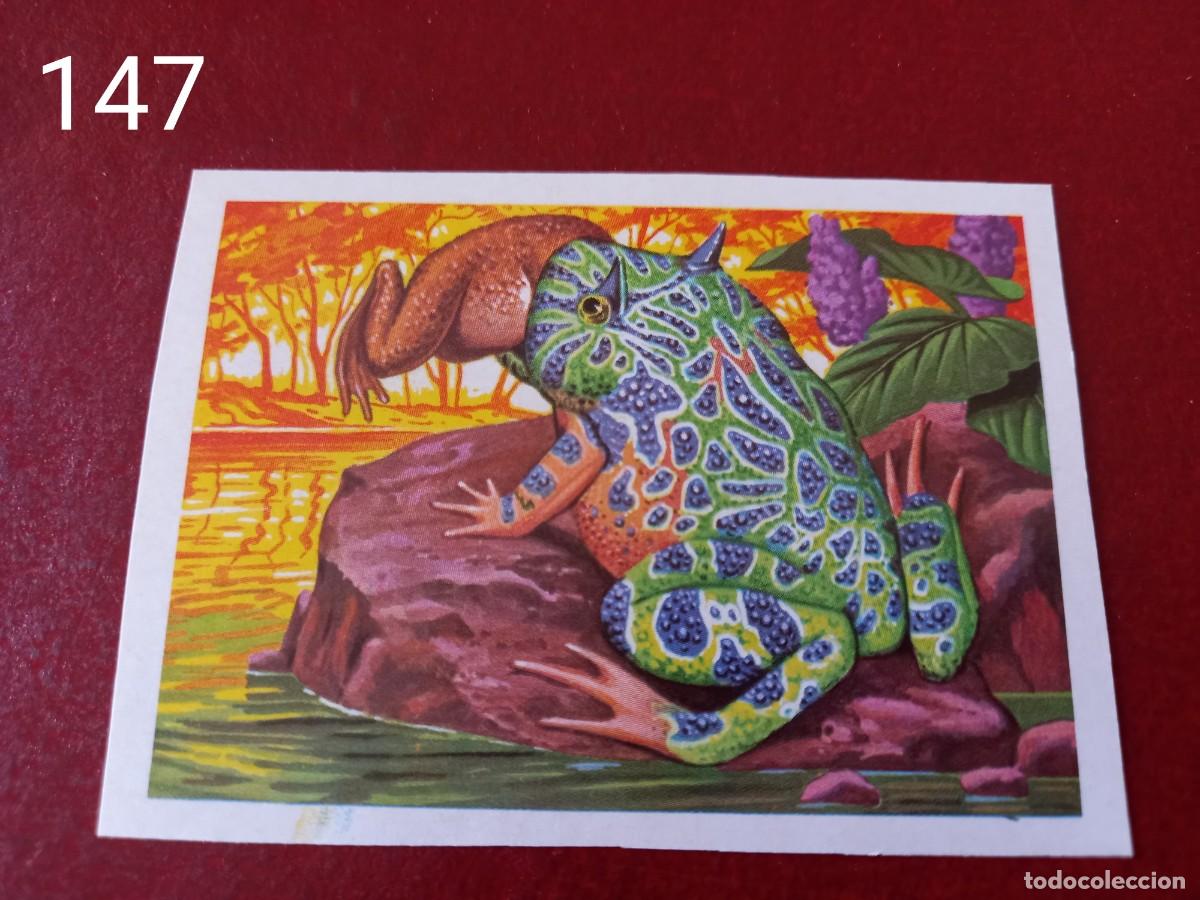 Coleccionismo Cromos antiguos: Cromo n.147 Panorama Zoologico 1973 - Ruiz Romero - sin pegar