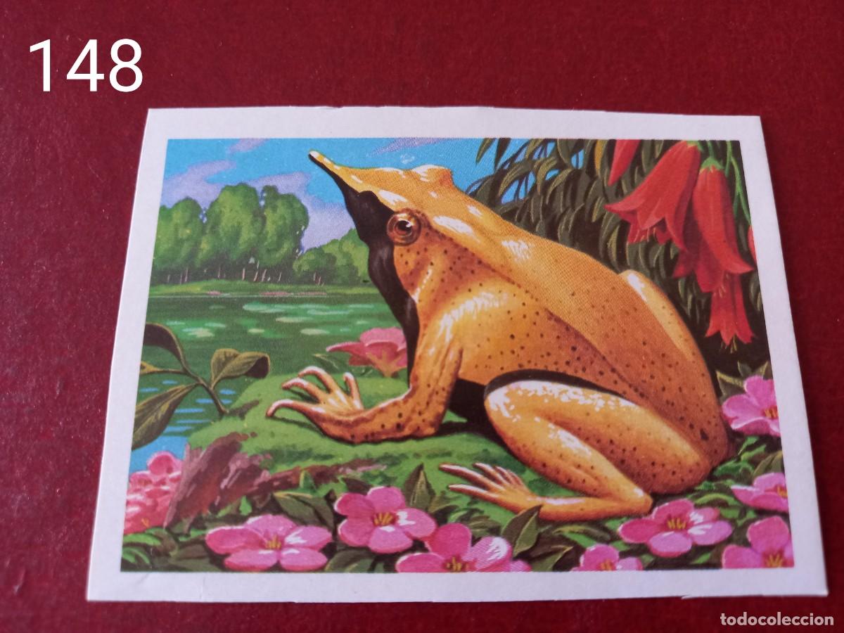 Coleccionismo Cromos antiguos: Cromo n.148 Panorama Zoologico 1973 - Ruiz Romero - sin pegar