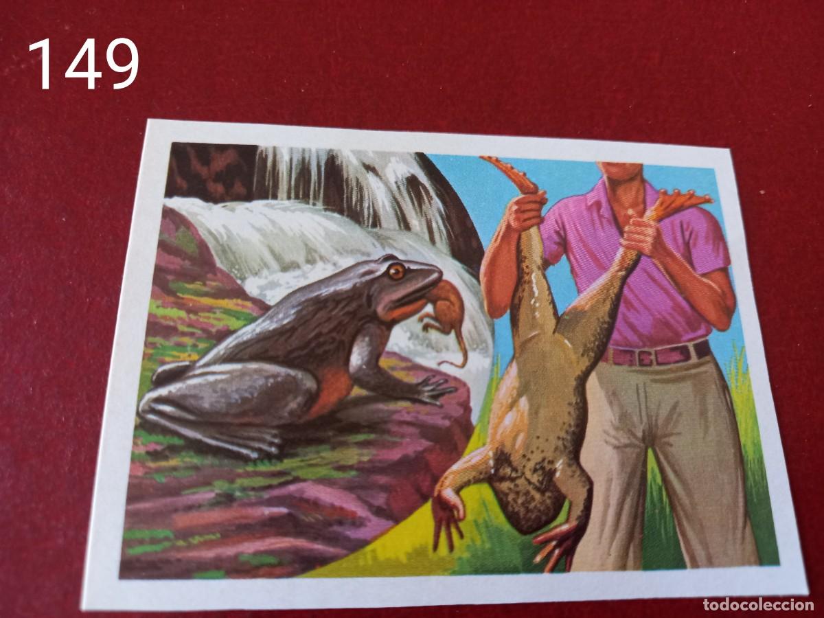 Coleccionismo Cromos antiguos: Cromo n.149 Panorama Zoologico 1973 - Ruiz Romero - sin pegar
