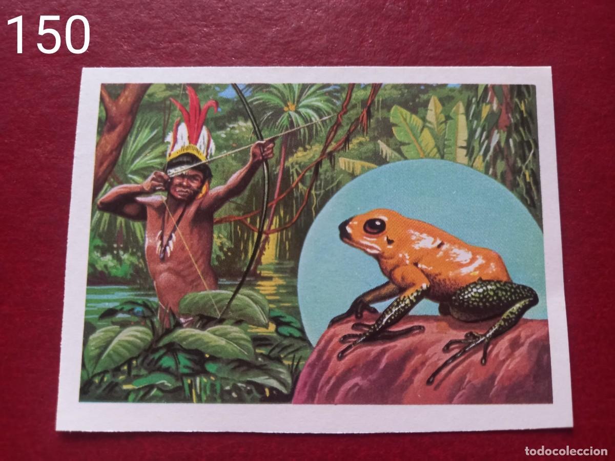 Coleccionismo Cromos antiguos: Cromo n.150 Panorama Zoologico 1973 - Ruiz Romero - sin pegar