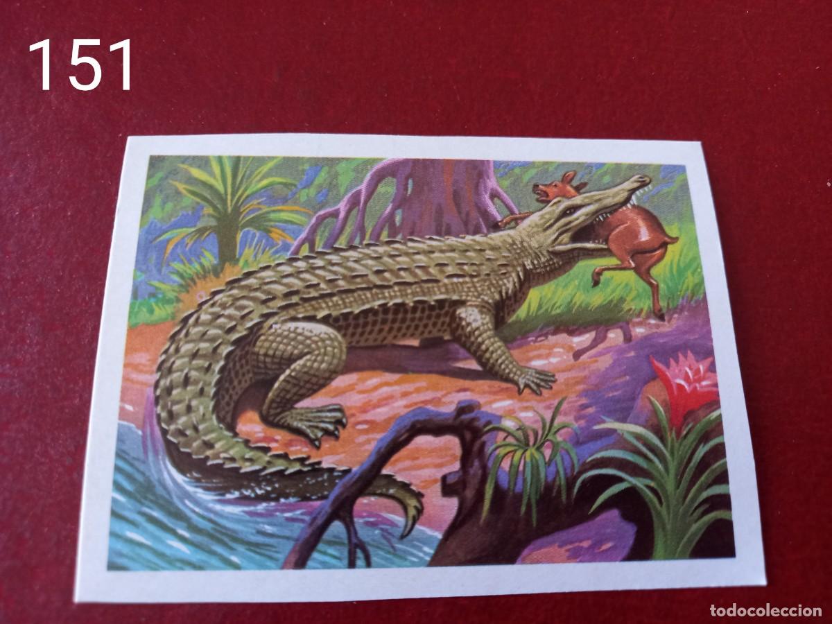 Coleccionismo Cromos antiguos: Cromo n.151 Panorama Zoologico 1973 - Ruiz Romero - sin pegar