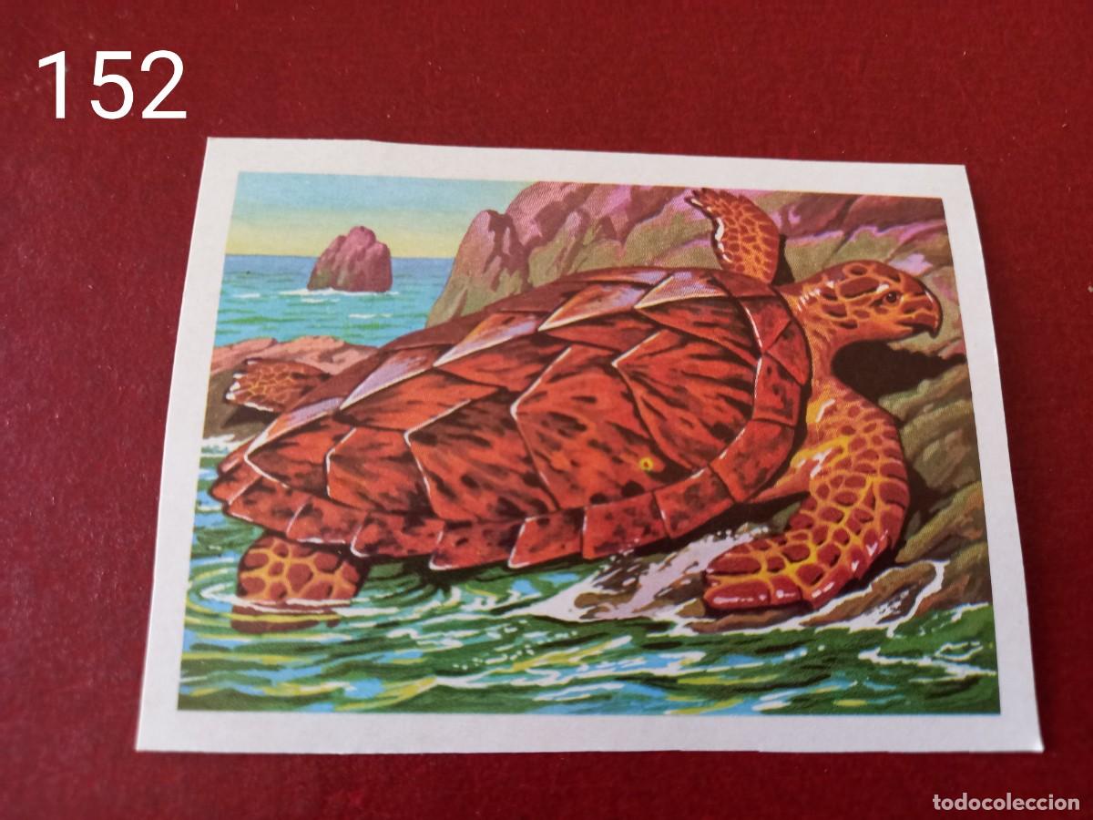 Coleccionismo Cromos antiguos: Cromo n.152 Panorama Zoologico 1973 - Ruiz Romero - sin pegar