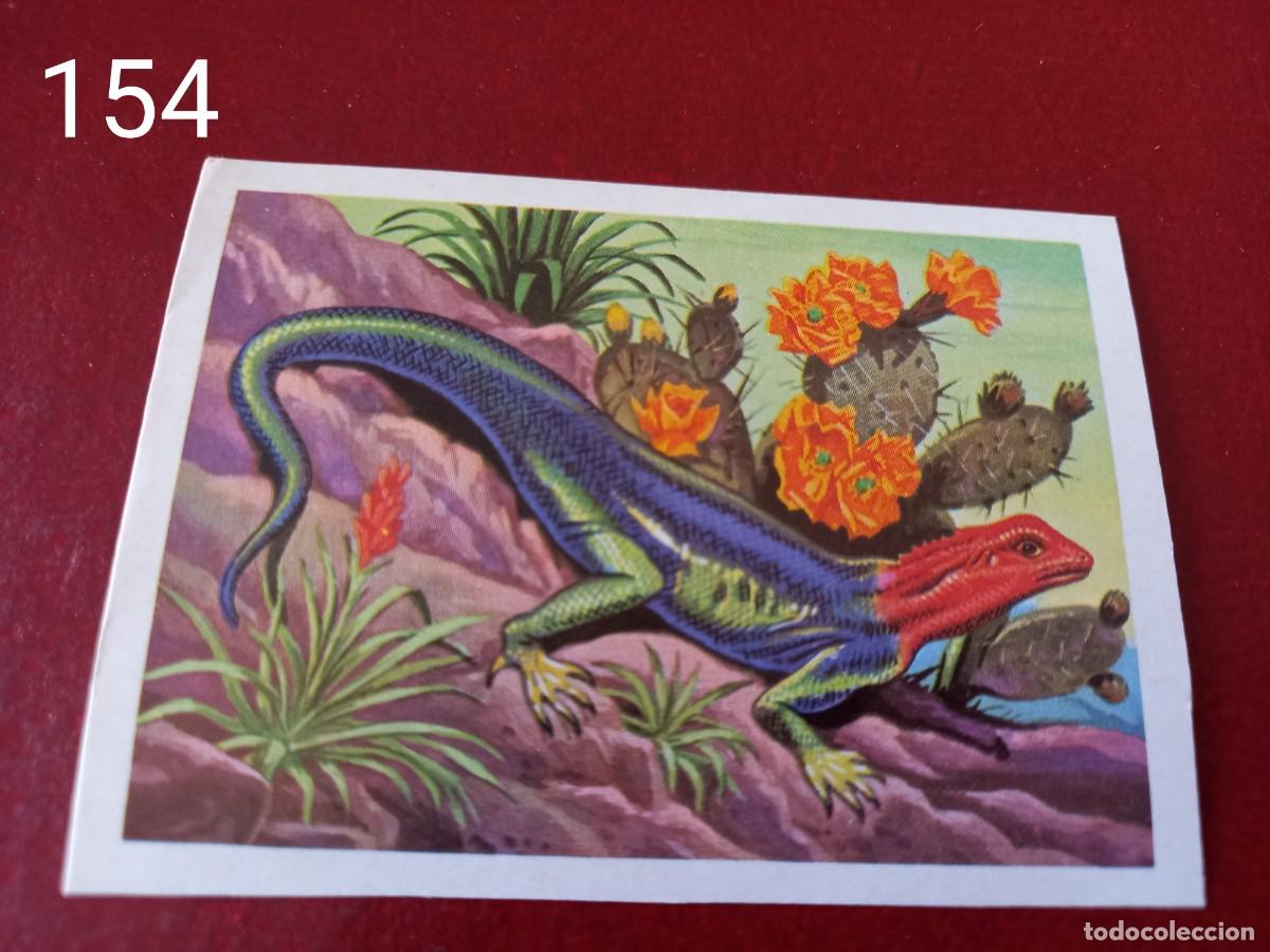 Coleccionismo Cromos antiguos: Cromo n.154 Panorama Zoologico 1973 - Ruiz Romero - sin pegar