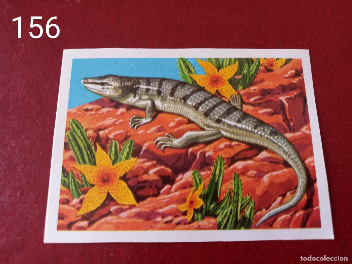 Coleccionismo Cromos antiguos: Cromo n.156 Panorama Zoologico 1973 - Ruiz Romero - sin pegar