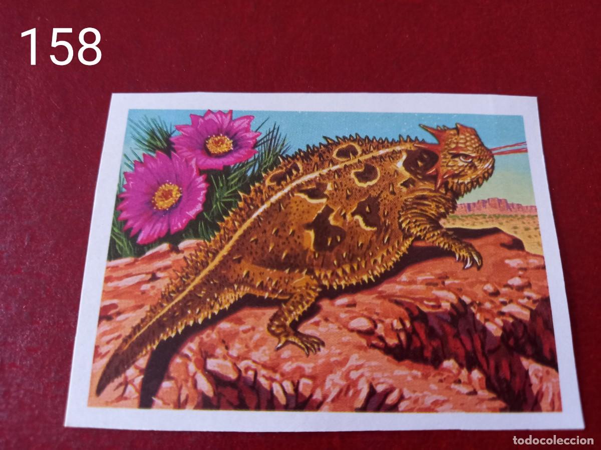 Coleccionismo Cromos antiguos: Cromo n.158 Panorama Zoologico 1973 - Ruiz Romero - sin pegar