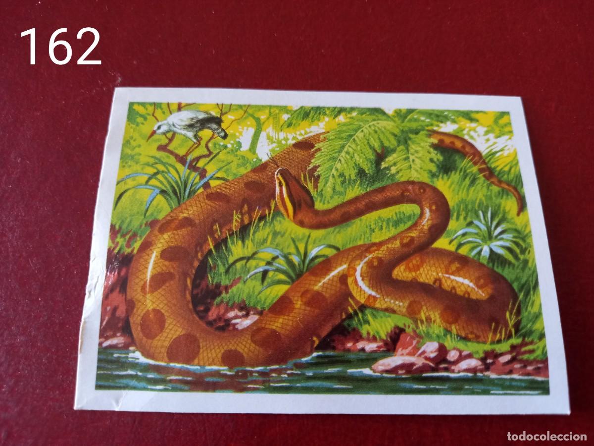 Coleccionismo Cromos antiguos: Cromo n.162 Panorama Zoologico 1973 - Ruiz Romero - sin pegar