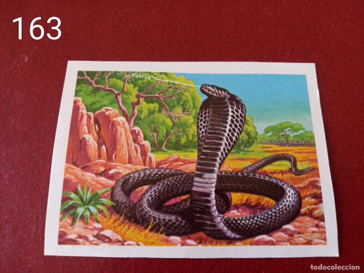 Coleccionismo Cromos antiguos: Cromo n.163 Panorama Zoologico 1973 - Ruiz Romero - sin pegar