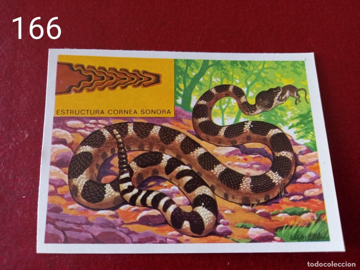 Coleccionismo Cromos antiguos: Cromo n.166 Panorama Zoologico 1973 - Ruiz Romero - sin pegar