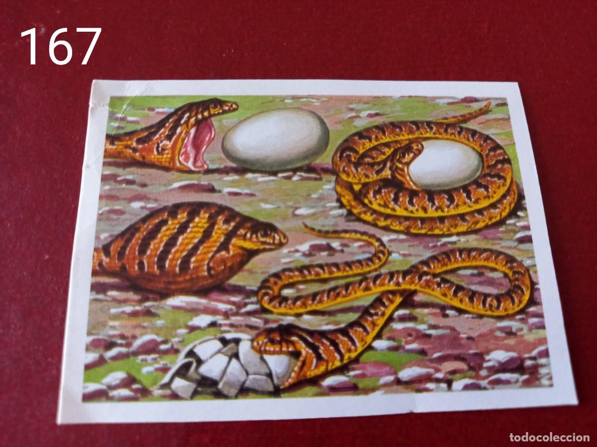 Coleccionismo Cromos antiguos: Cromo n.167 Panorama Zoologico 1973 - Ruiz Romero - sin pegar