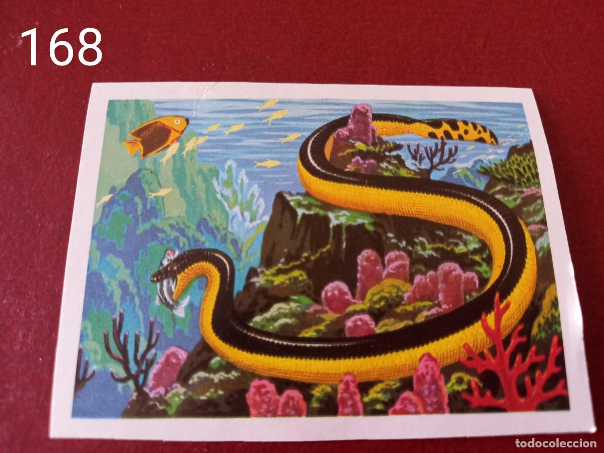 Coleccionismo Cromos antiguos: Cromo n.168 Panorama Zoologico 1973 - Ruiz Romero - sin pegar