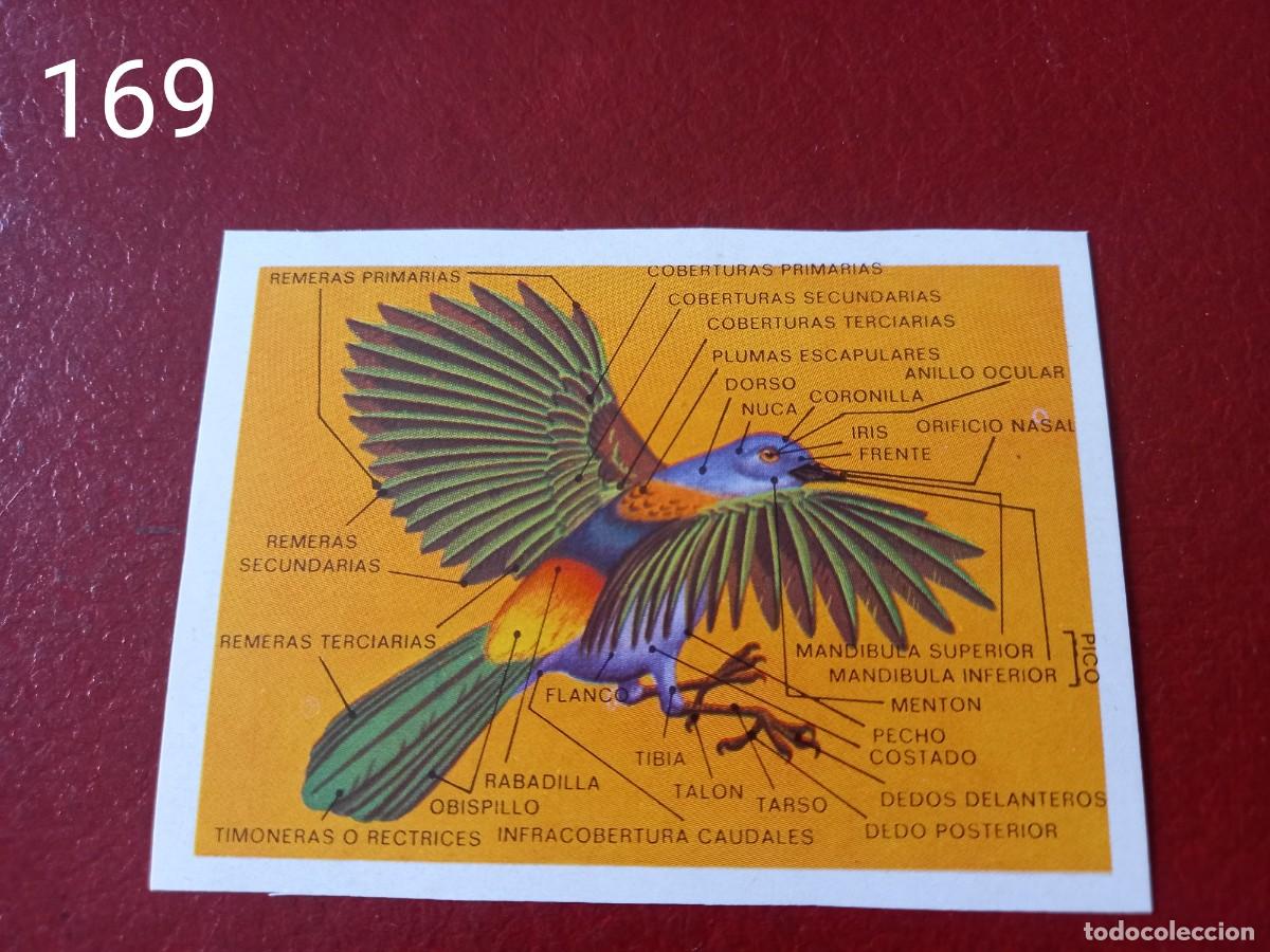 Coleccionismo Cromos antiguos: Cromo n.169 Panorama Zoologico 1973 - Ruiz Romero - sin pegar