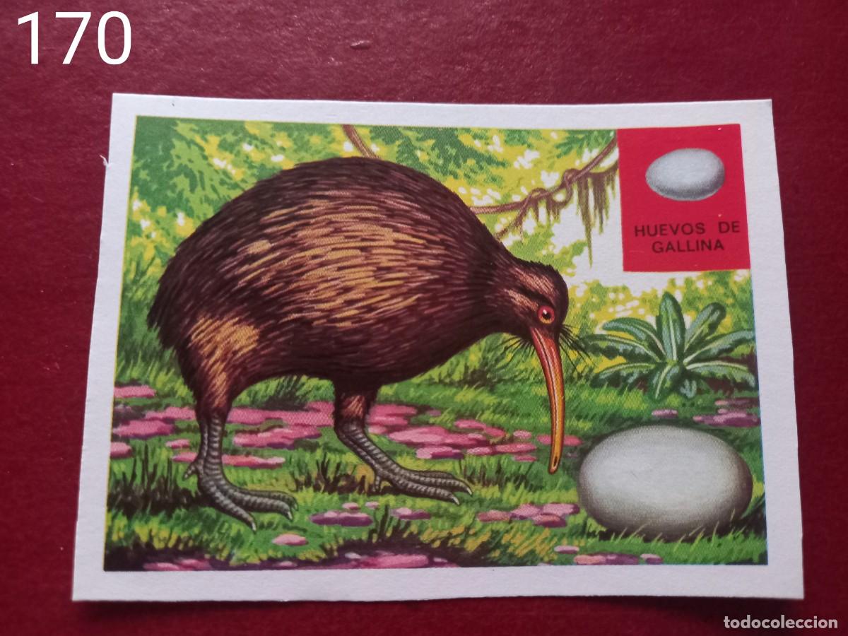 Coleccionismo Cromos antiguos: Cromo n.170 Panorama Zoologico 1973 - Ruiz Romero - sin pegar
