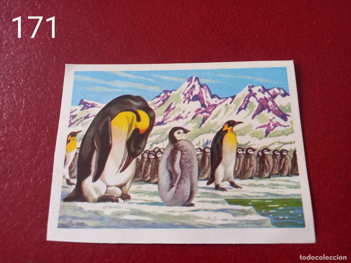 Coleccionismo Cromos antiguos: Cromo n.171 Panorama Zoologico 1973 - Ruiz Romero - sin pegar