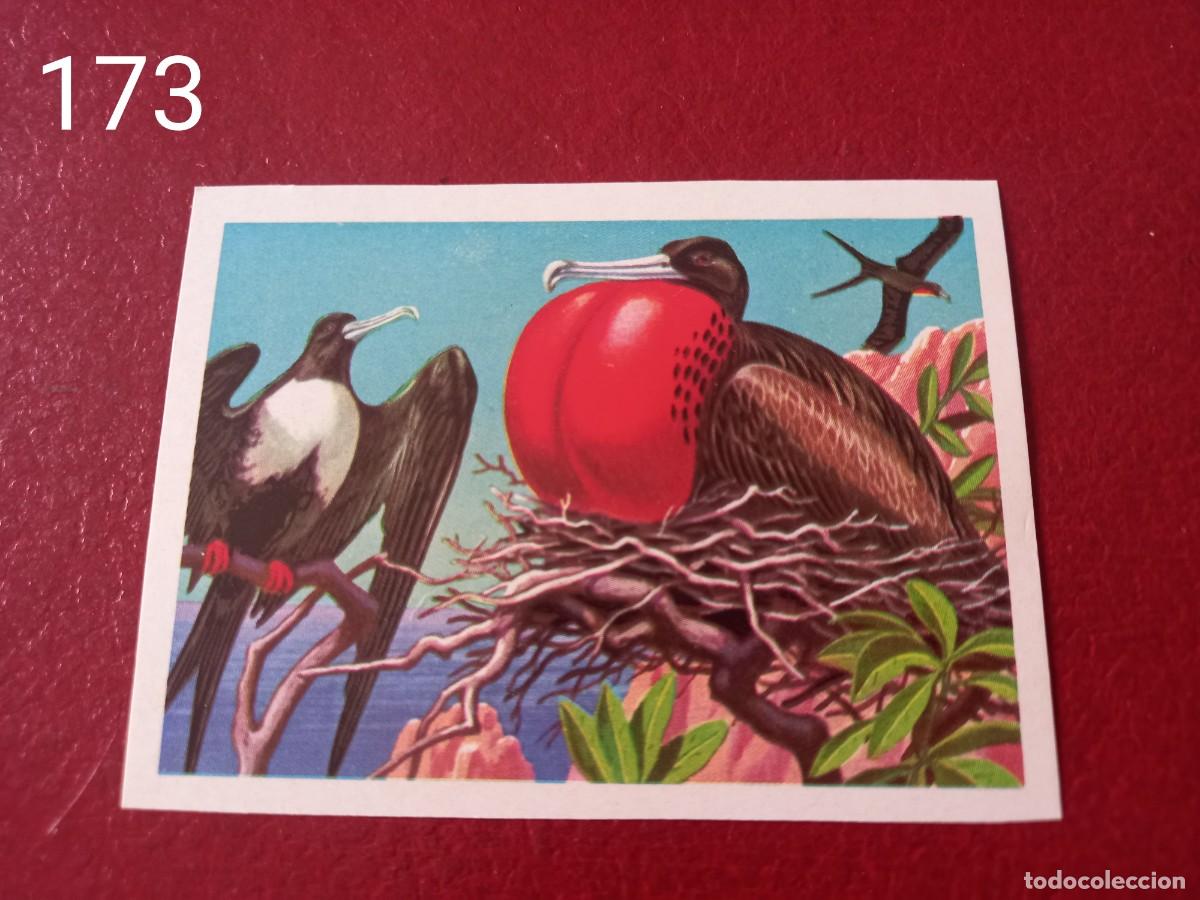 Coleccionismo Cromos antiguos: Cromo n.173 Panorama Zoologico 1973 - Ruiz Romero - sin pegar