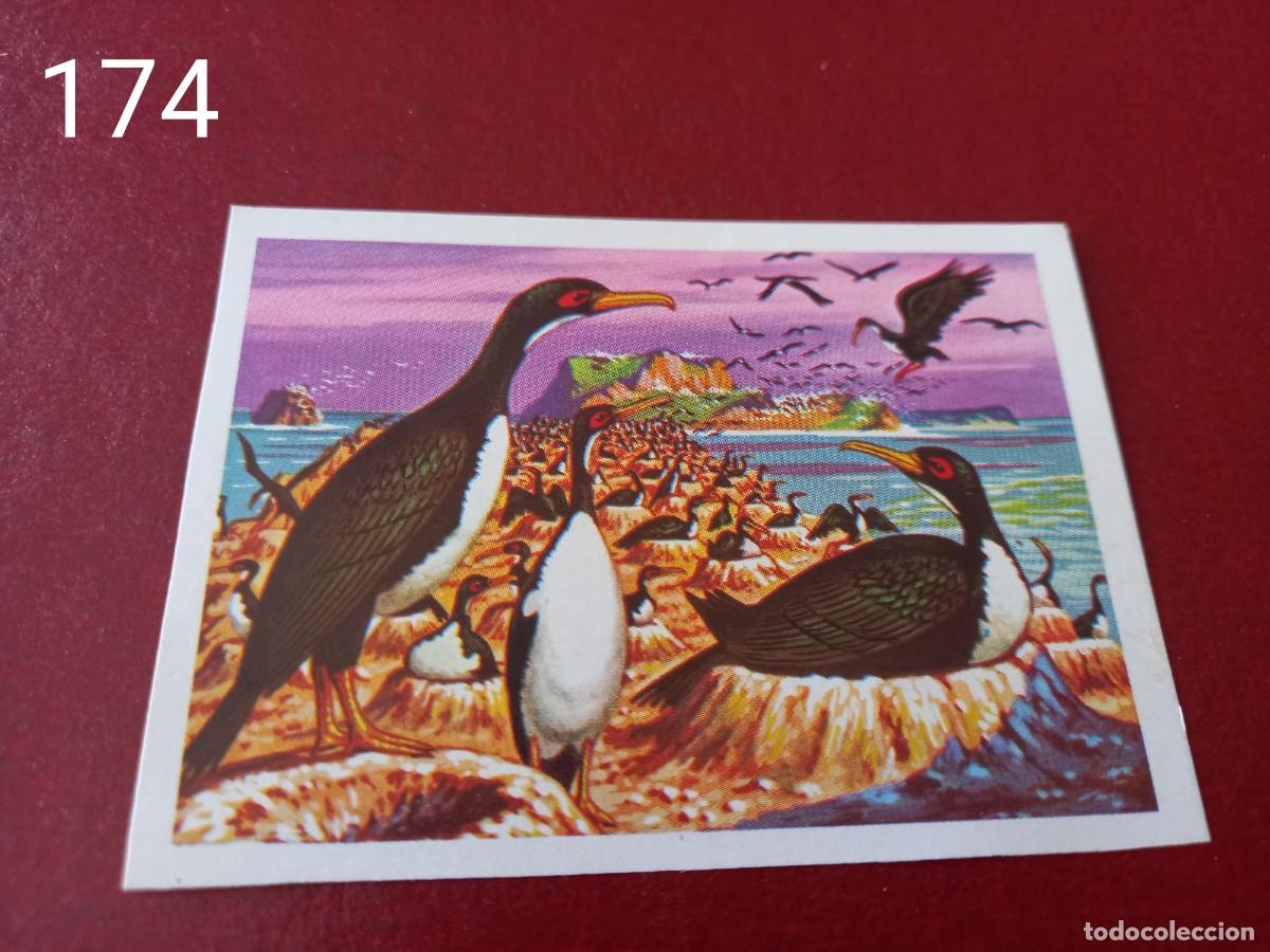 Coleccionismo Cromos antiguos: Cromo n.174 Panorama Zoologico 1973 - Ruiz Romero - sin pegar