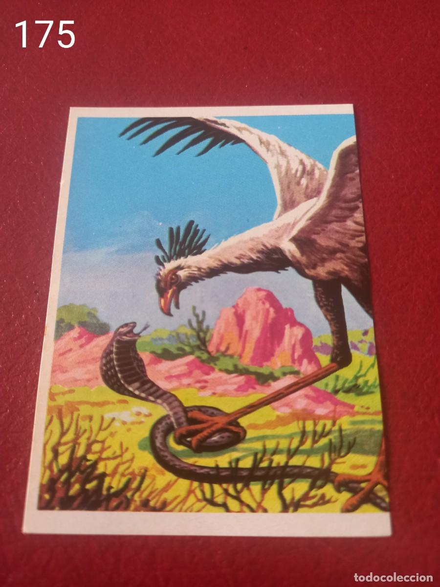 Coleccionismo Cromos antiguos: Cromo n.175 Panorama Zoologico 1973 - Ruiz Romero - sin pegar