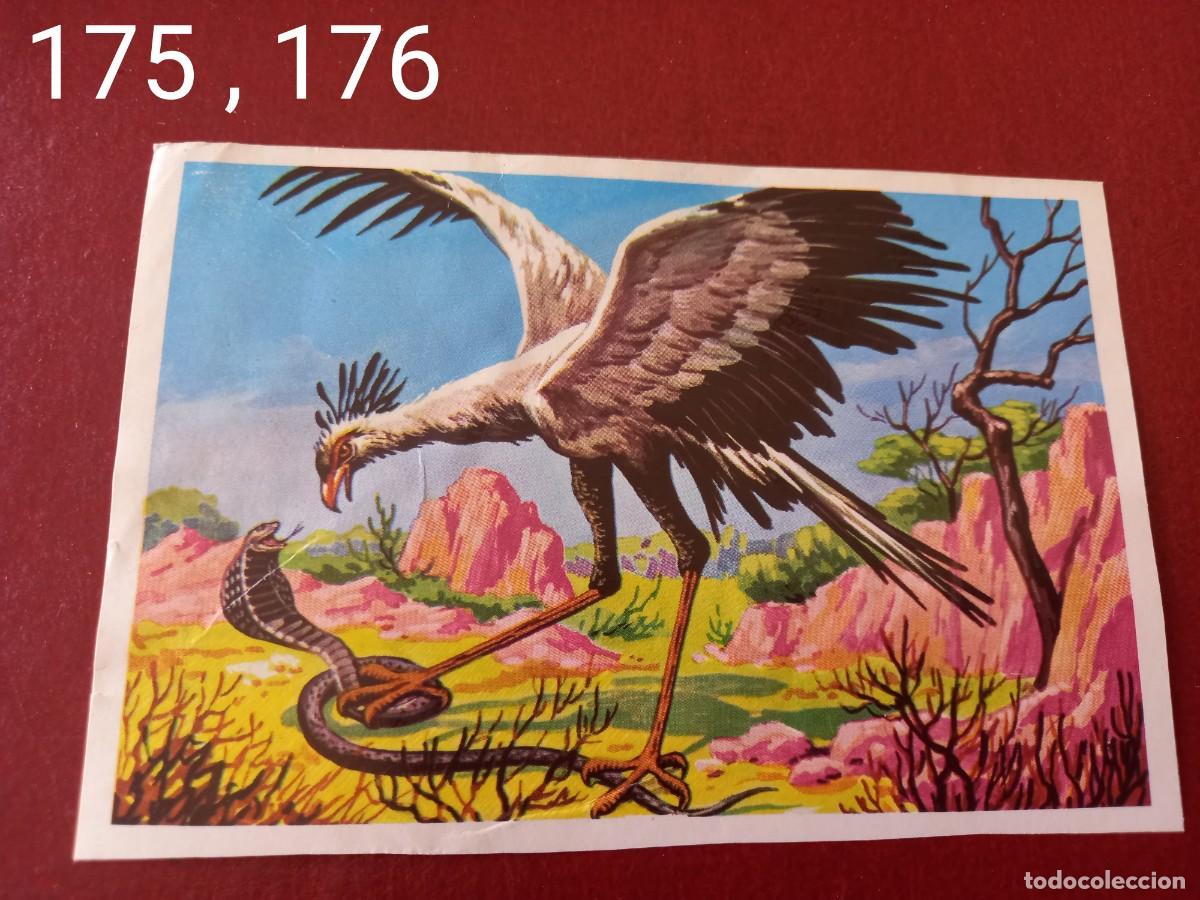Coleccionismo Cromos antiguos: Cromo doble n.175 y 176 Panorama Zoologico 1973 - Ruiz Romero - sin pegar