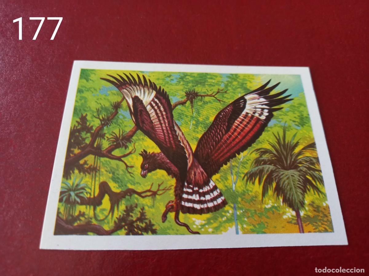 Coleccionismo Cromos antiguos: Cromo n.177 Panorama Zoologico 1973 - Ruiz Romero - sin pegar