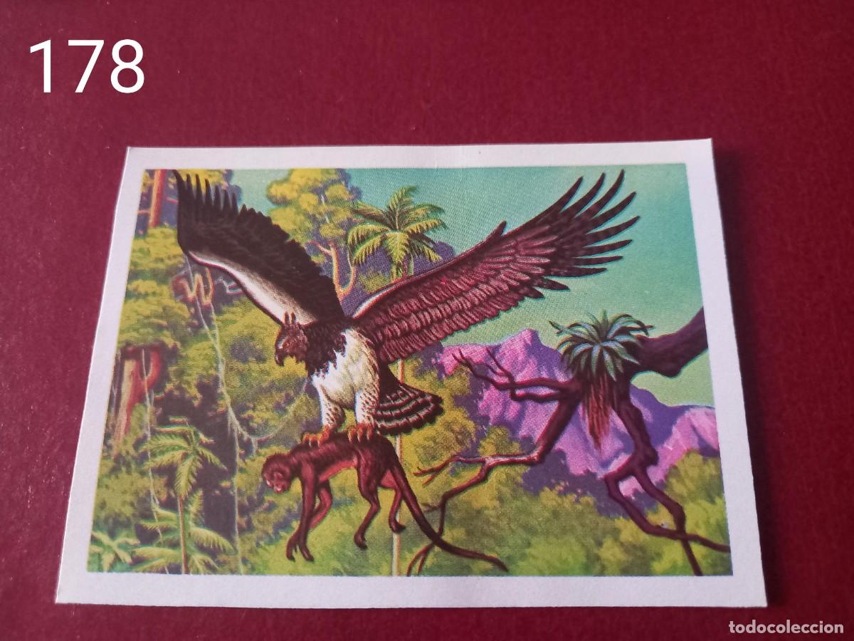 Coleccionismo Cromos antiguos: Cromo n.178 Panorama Zoologico 1973 - Ruiz Romero - sin pegar