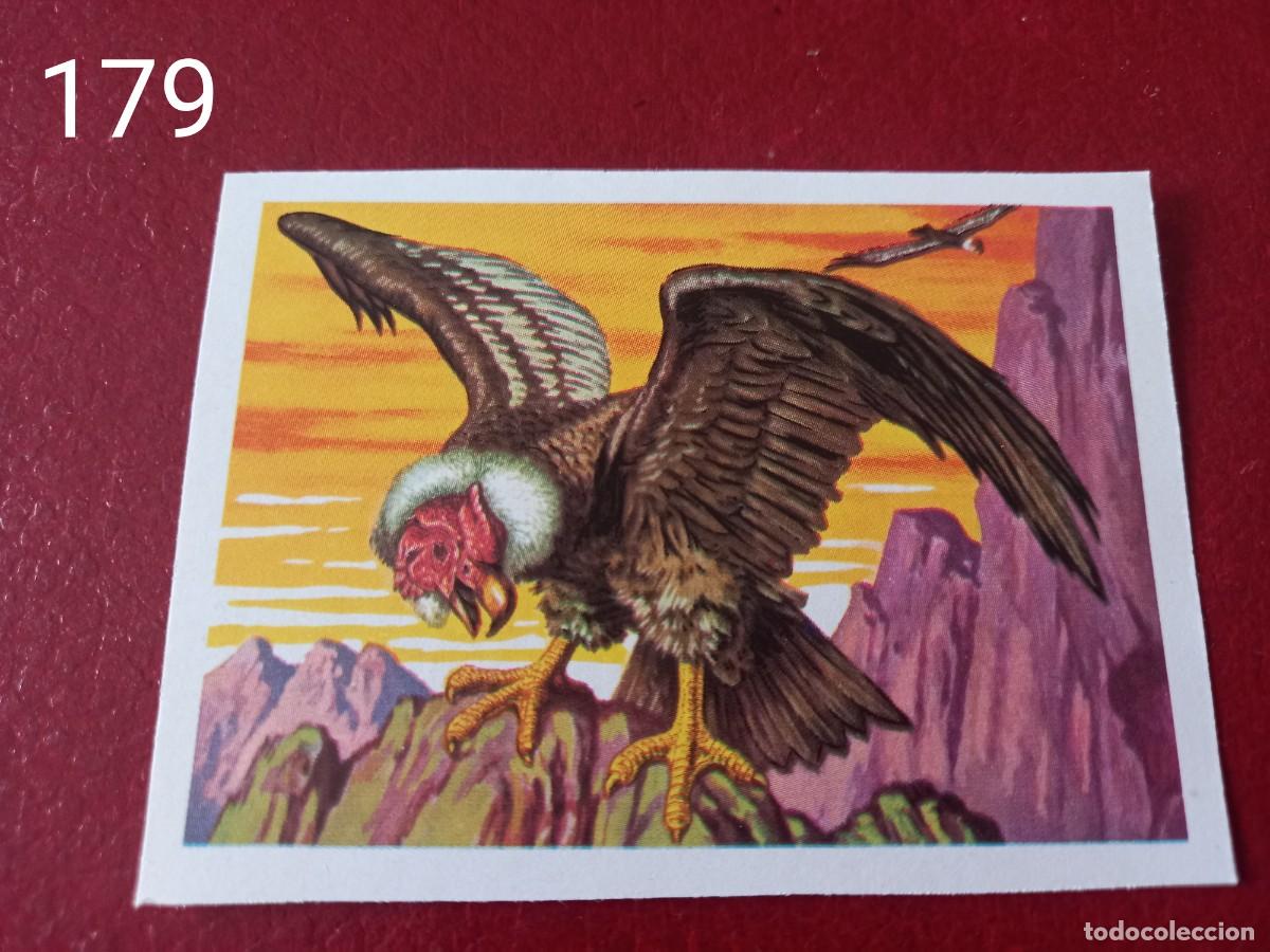 Coleccionismo Cromos antiguos: Cromo n.179 Panorama Zoologico 1973 - Ruiz Romero - sin pegar