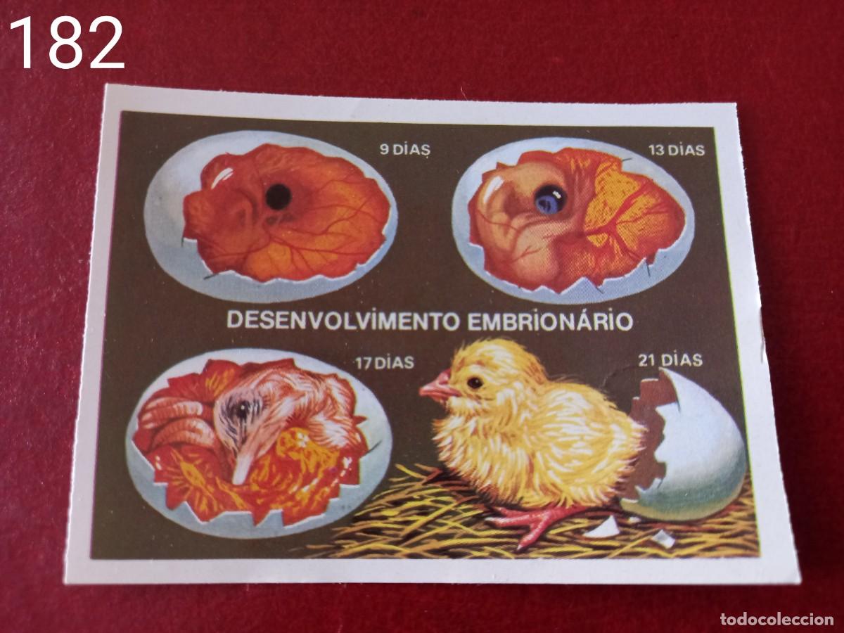 Coleccionismo Cromos antiguos: Cromo n.182 Panorama Zoologico 1973 - Ruiz Romero - sin pegar