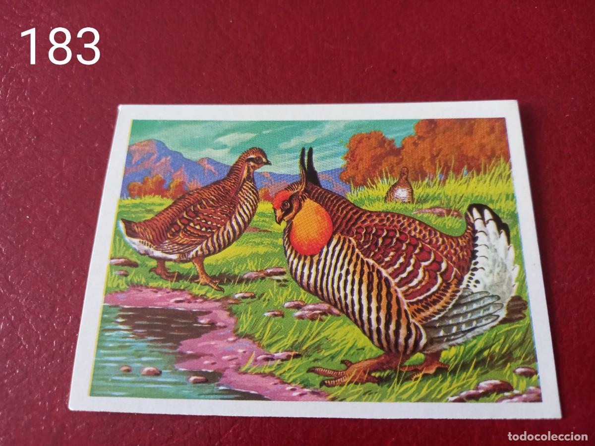 Coleccionismo Cromos antiguos: Cromo n.183 Panorama Zoologico 1973 - Ruiz Romero - sin pegar