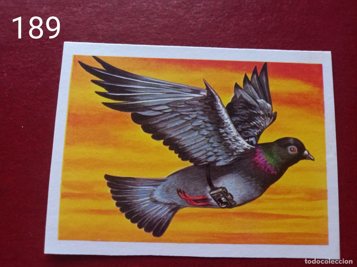 Coleccionismo Cromos antiguos: Cromo n.189 Panorama Zoologico 1973 - Ruiz Romero - sin pegar