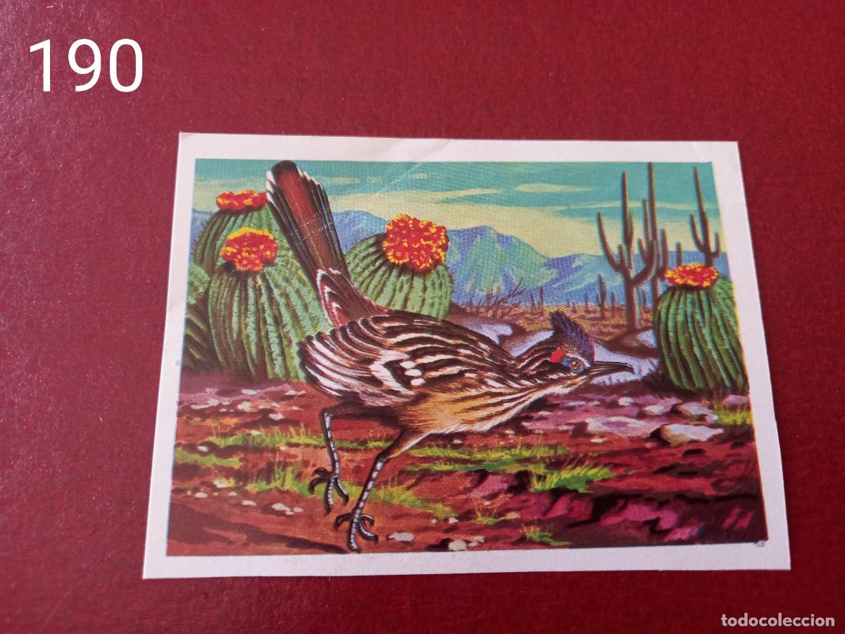 Coleccionismo Cromos antiguos: Cromo n.190 Panorama Zoologico 1973 - Ruiz Romero - sin pegar